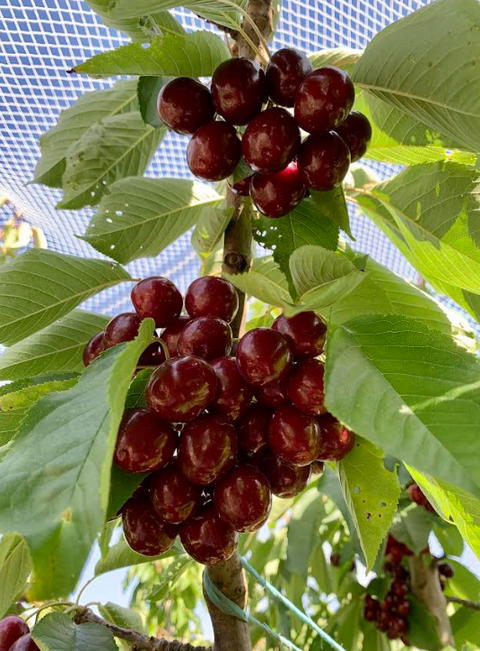 Organic Cherries 5kg Box